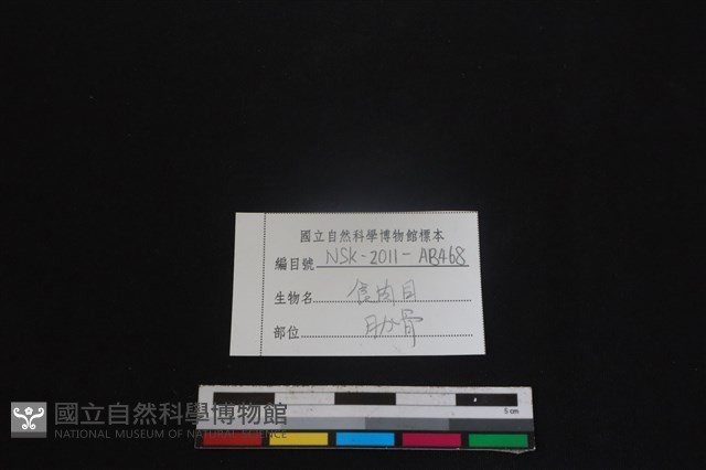 食肉目骨藏品圖，第3張