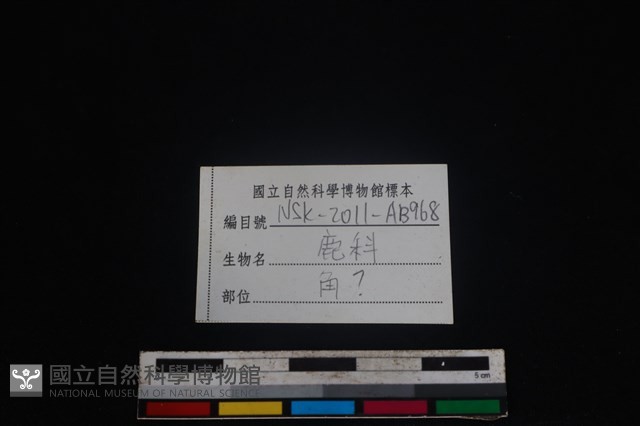 鹿科骨藏品圖，第3張