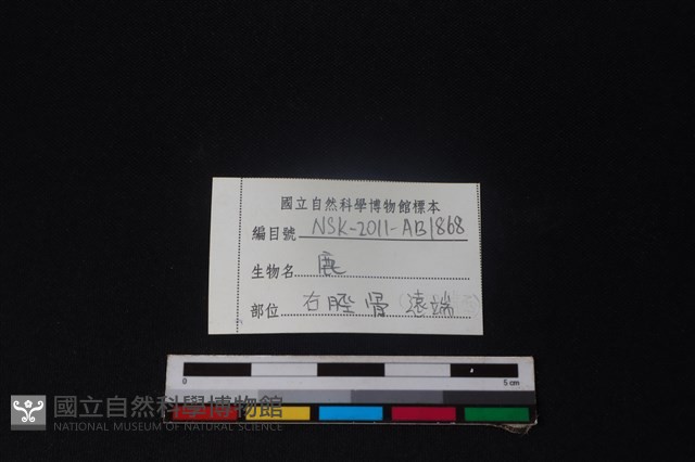 梅花鹿骨藏品圖，第3張