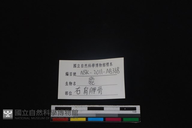 梅花鹿骨藏品圖，第3張