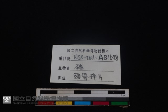 豬骨藏品圖，第3張