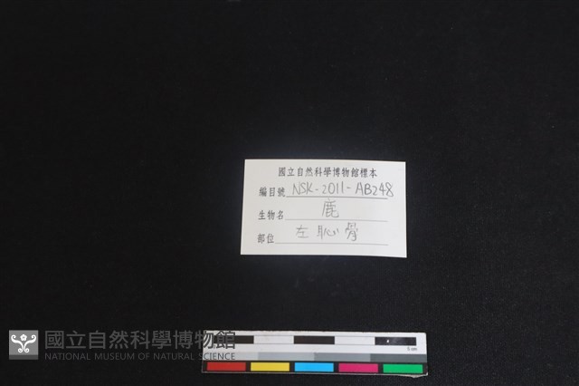 梅花鹿骨藏品圖，第3張