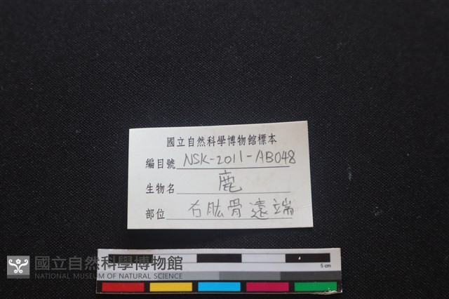 梅花鹿骨藏品圖，第3張