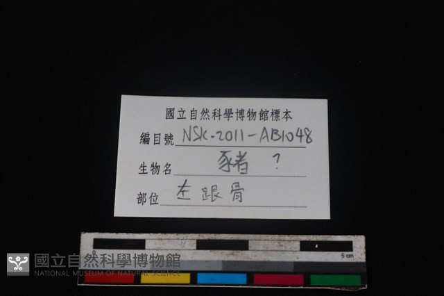 豬骨藏品圖，第3張