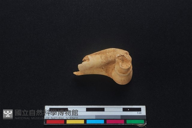 山羌骨藏品圖，第3張