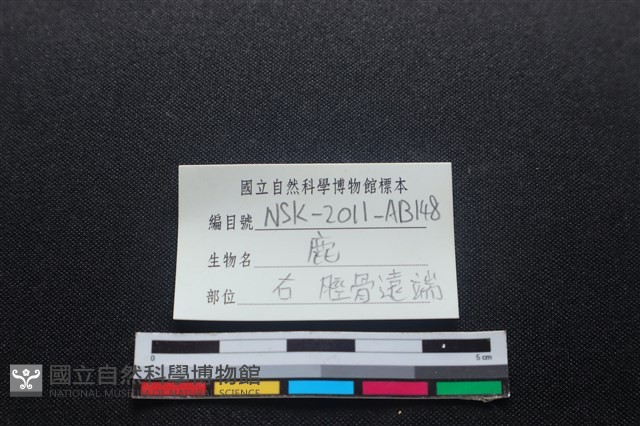 梅花鹿骨藏品圖，第3張
