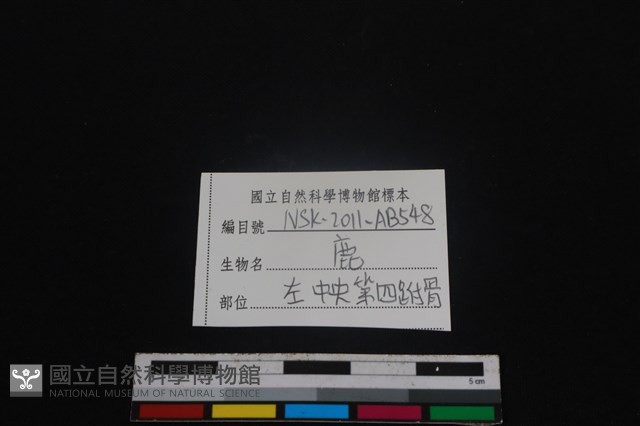梅花鹿骨藏品圖，第3張