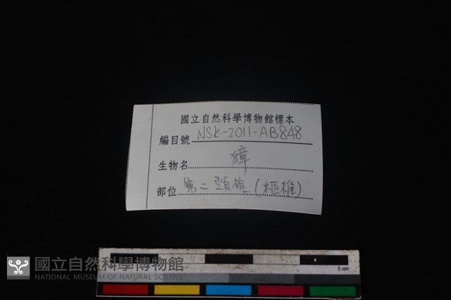 獐骨藏品圖，第3張