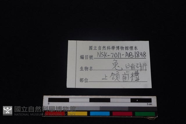 野兔骨藏品圖，第3張