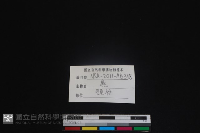 梅花鹿骨藏品圖，第3張