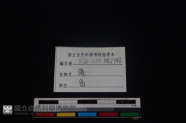 梅花鹿骨藏品圖，第3張
