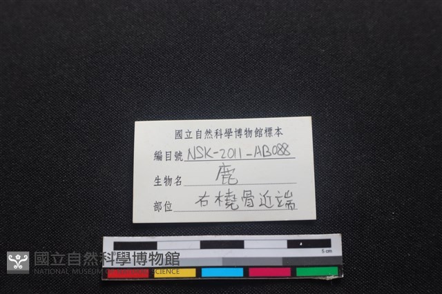 梅花鹿骨藏品圖，第3張