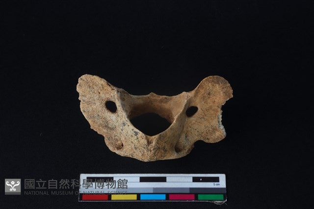 狗骨藏品圖，第3張