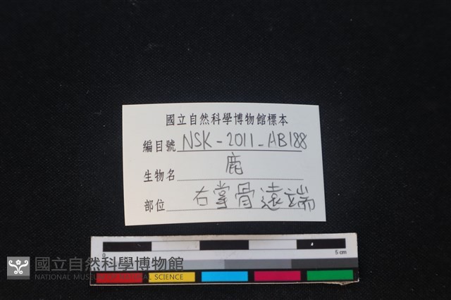 梅花鹿骨藏品圖，第3張