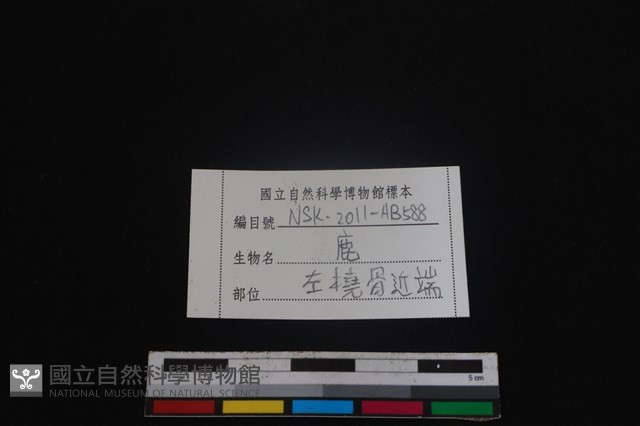 梅花鹿骨藏品圖，第3張