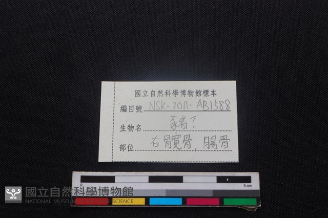 豬骨藏品圖，第3張