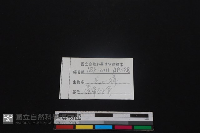 鹿科骨藏品圖，第3張