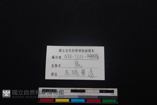 梅花鹿骨藏品圖，第3張