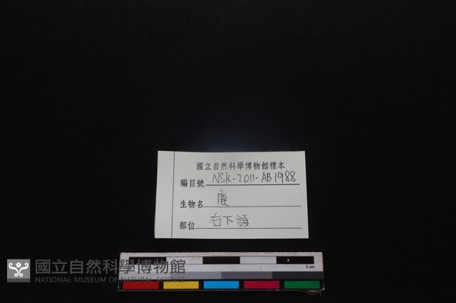 梅花鹿骨藏品圖，第3張
