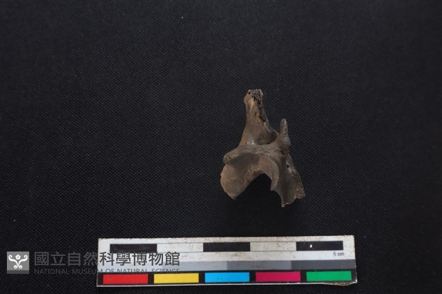 山羌骨藏品圖，第3張