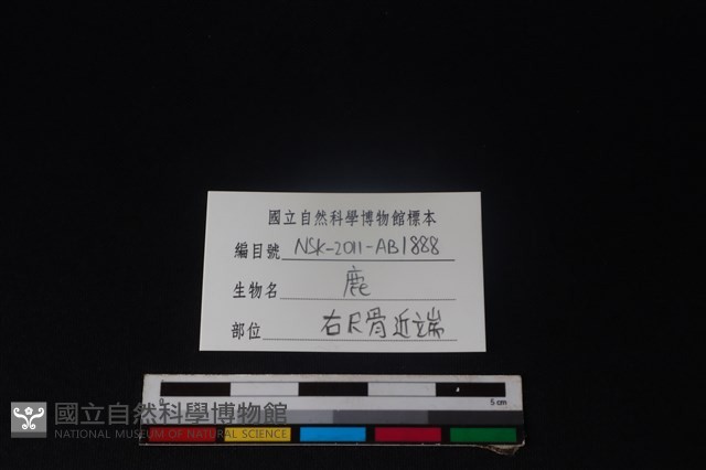 梅花鹿骨藏品圖，第3張