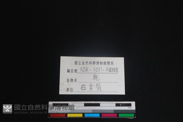 梅花鹿骨藏品圖，第3張