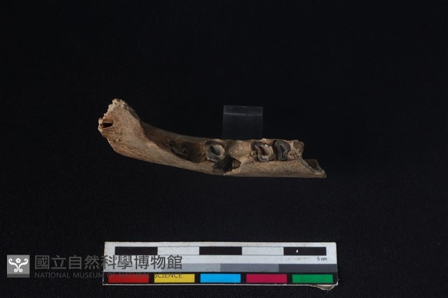 獐骨藏品圖，第3張