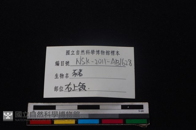 豬骨藏品圖，第3張