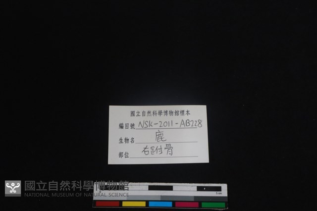 梅花鹿骨藏品圖，第3張
