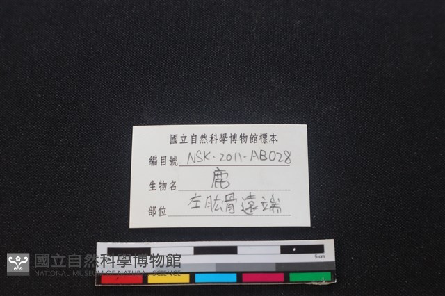 梅花鹿骨藏品圖，第3張