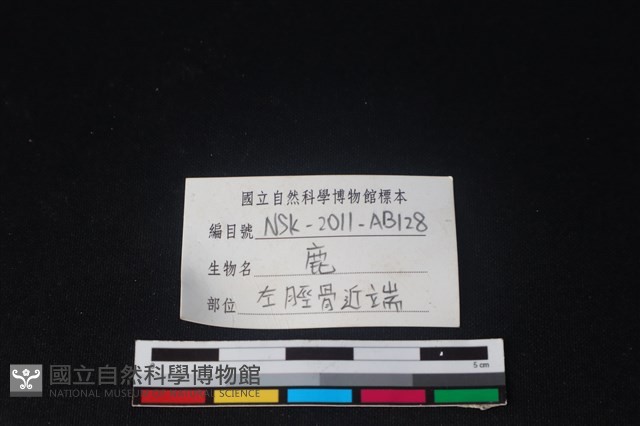 梅花鹿骨藏品圖，第3張