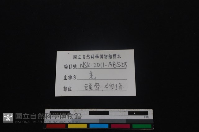 山羌骨藏品圖，第3張