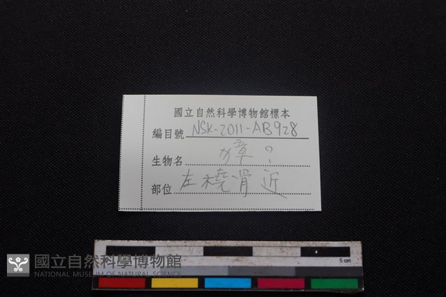 獐骨藏品圖，第3張