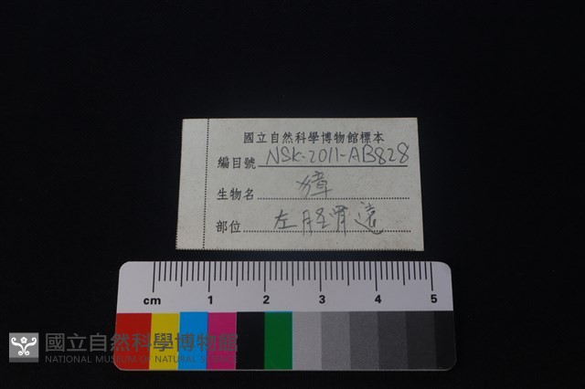 獐骨藏品圖，第3張