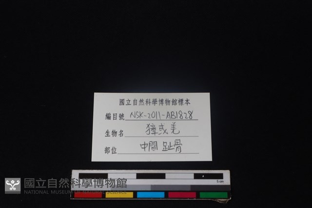 鹿科骨藏品圖，第3張