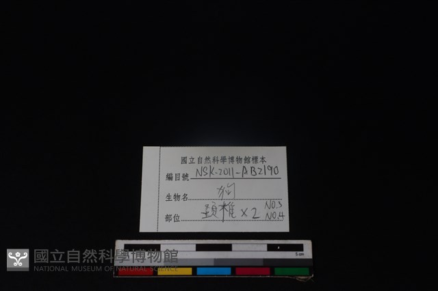 狗骨藏品圖，第6張