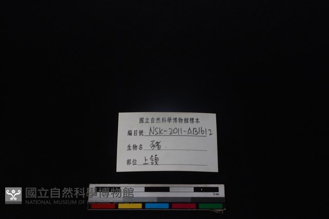 豬骨藏品圖，第4張