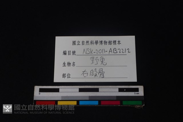 野兔骨藏品圖，第4張
