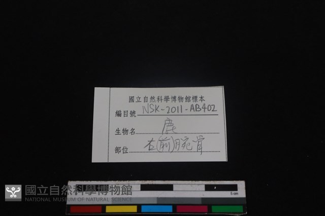 梅花鹿骨藏品圖，第4張