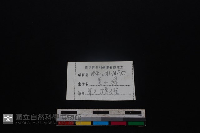 鹿科骨藏品圖，第4張
