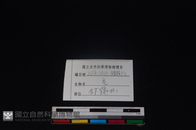 山羌骨藏品圖，第4張