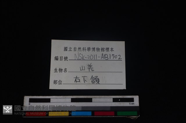 山羌骨藏品圖，第4張