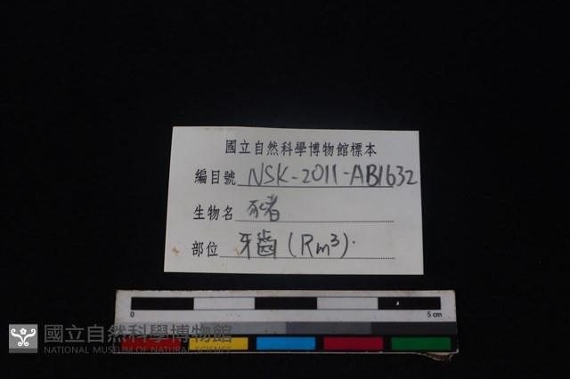 豬骨藏品圖，第4張