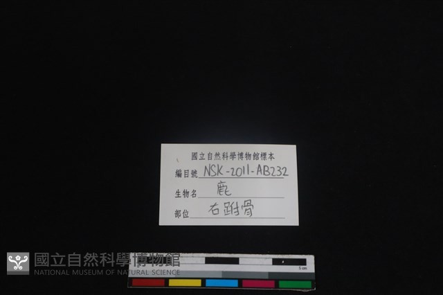 梅花鹿骨藏品圖，第4張