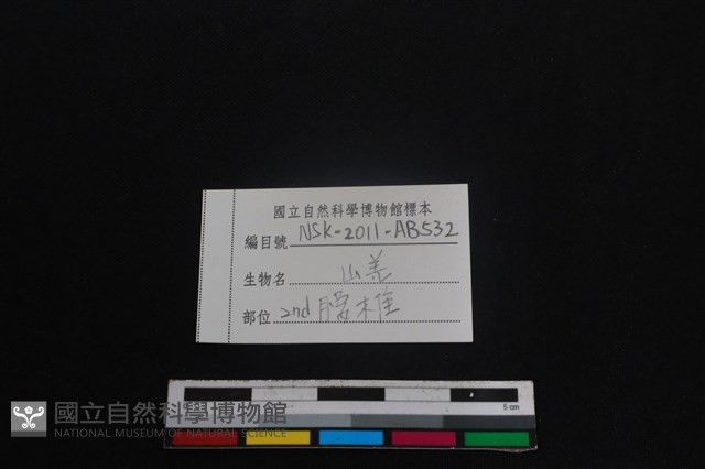 山羌骨藏品圖，第4張
