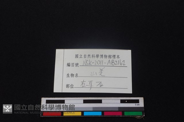 山羌骨藏品圖，第4張