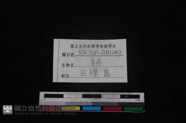 豬骨藏品圖，第4張