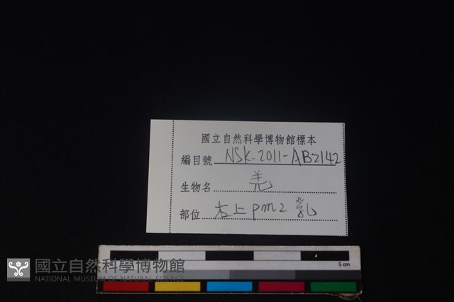 山羌骨藏品圖，第4張