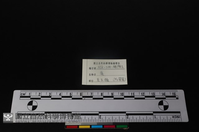 梅花鹿骨藏品圖，第4張