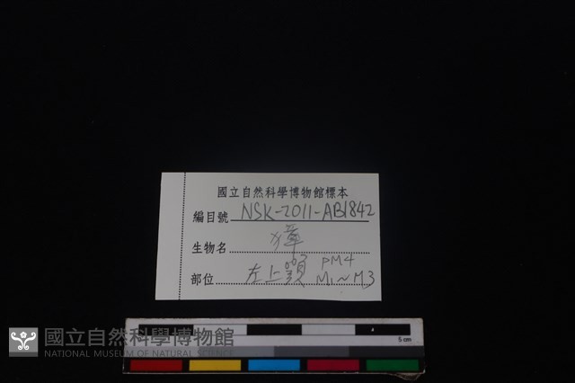 獐骨藏品圖，第4張